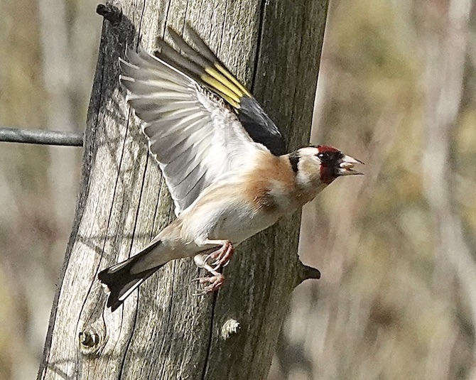 goldfinch